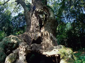 武雄神社